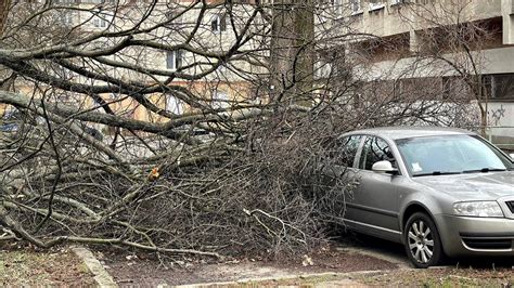 Orkan Eunice w Lubuskiem Drzewa w zielonogórskim Parku Tysiąclecia nie