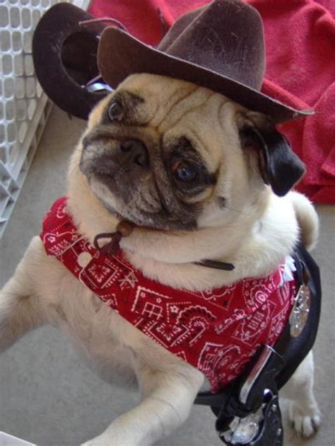 Get Em Cowboy Pugs In Costume Pugs Cute Pugs