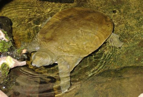 Chinese Softshell Turtle Sponsorship - Shepreth Wildlife Park
