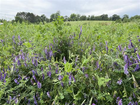 Regenerative Farming – The New/Old Way – 5 Sisters Organics