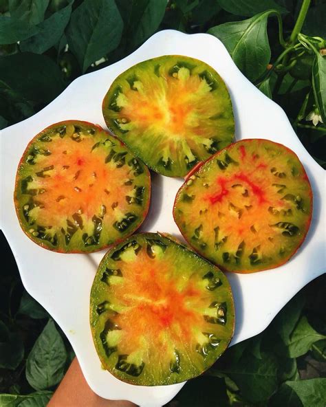 Томат Тайга Фото