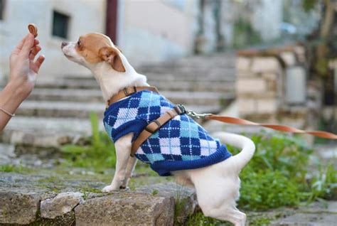 Truques para cachorro saiba como adestrar seu amigão Petz