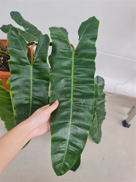 Philodendron Billietiae X Atabapoense Furniture Home Living