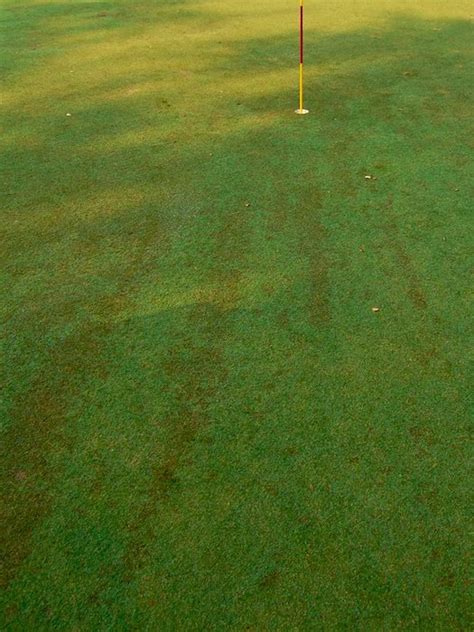 Turfgrass disease updates for golf courses: Turfgrass Diseases in India