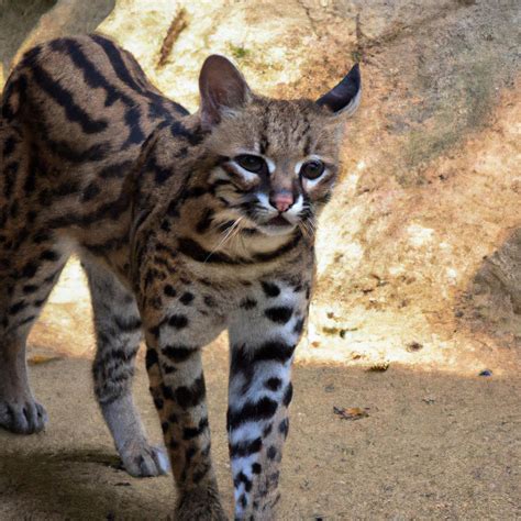 El Ocelote Es Un Felino De Tamaño Mediano Que Se Encuentra En América