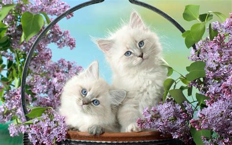 Cute White Cats Wallpapers Sf Wallpaper