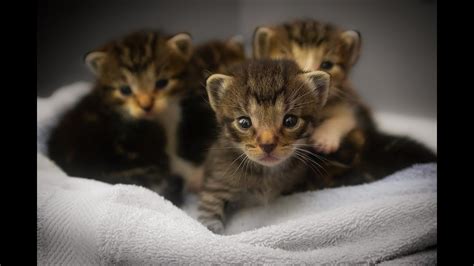 The Cat Protecting His Cute Kittens Mother Protects Her Kittens YouTube