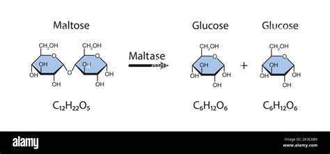 Effet De Lenzyme Maltase Sur La Molécule De Sucre Maltose Hydrolyse