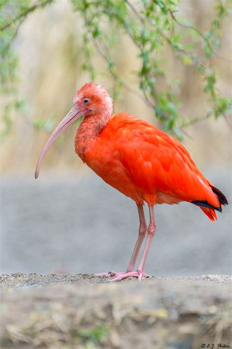 Scarlet Ibis Page