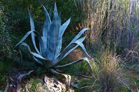 Agave Americana Revista De Flores Plantas Jardinería Paisajismo Y