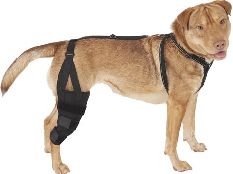 7 Best Dog Knee Braces