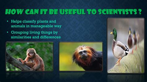 SOLUTION: Classification of plants and animals - Studypool