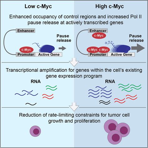 Transcriptional Amplification In Tumor Cells With Elevated C Myc Cell