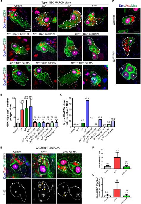 Frontiers Fzr Cdh Promotes The Differentiation Of Neural Stem Cell