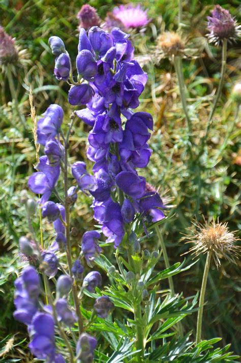 Tora Blava Aconitum Napellus It Is A Species Of Highly To Flickr