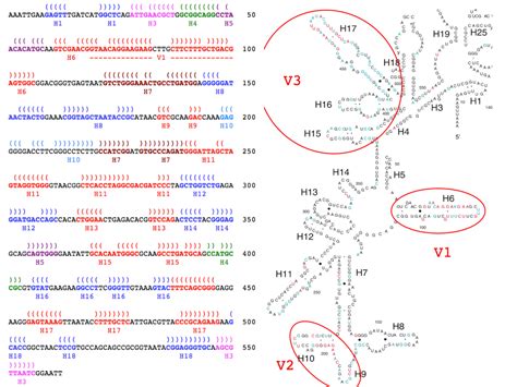 Python for Bioinformatics: Mapping 16S rRNA structure to sequence