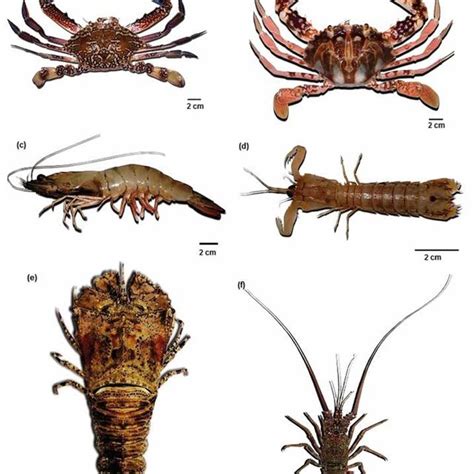 (PDF) Chapter 4.2. Marine invertebrates