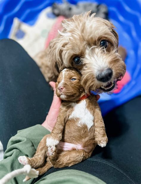 Lucy And Porter S Australian Cavoodles — Doodles Of Oz