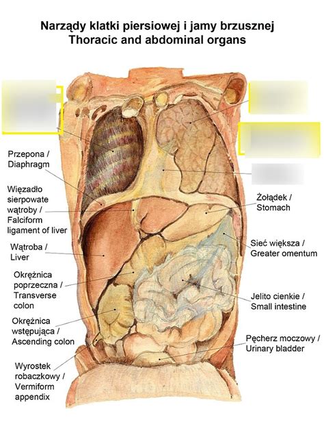 Wykres Narz Dy Klatki Piersiowej I Brzucha Quizlet