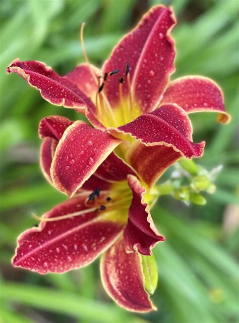 Daylily Hemerocallis Topguns Eye Popper In The Daylilies Database