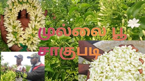 Mullai poo chedi valarpathu eppadi in tamil மலல ப சட Rotana