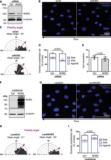 ROR2 PCP A New Pathway Controlling Endothelial Cell Polarity Under Flow