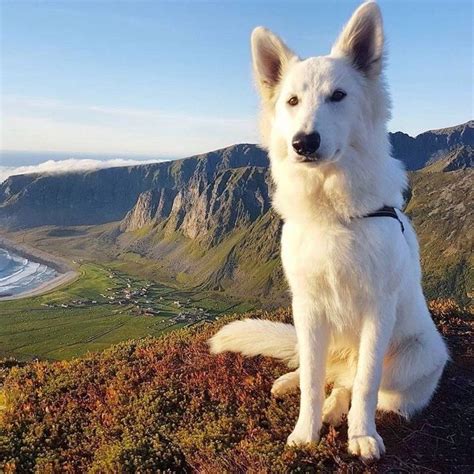 What Are White German Shepherd Puppies? Understanding This Unique Breed ...