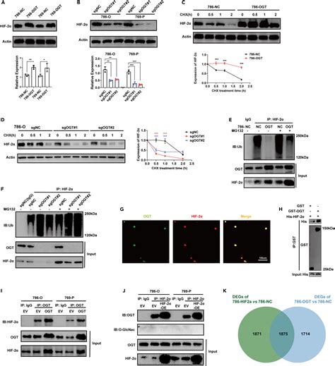 Ogt Hif Axis Promotes The Progression Of Clear Cell Renal Cell