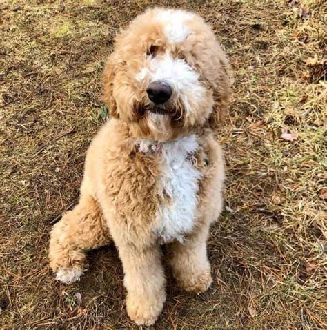 Bernedoodle Size Full Grown How Big Do Bernedoodles Get Tiny Mini