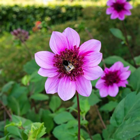 Dahlia Mignon Blue Bayou (Dahlia Pinnata) 1x Top Quality Spring