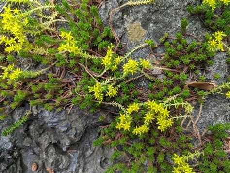 15 Edible Ground Cover Plants That Are Beautiful And Delicious