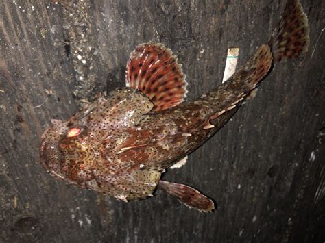 Caught last night at redondo, what kind? : r/Fishing