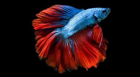 Betta Fish Names: 150+ Names For Every Type Of Betta Fish | My Pet's Name