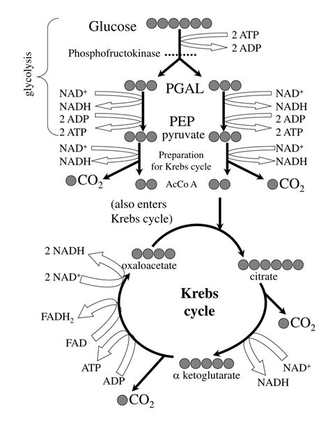 PPT - Krebs cycle PowerPoint Presentation, free download - ID:5412001