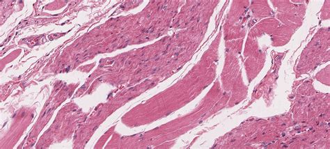 Pharynx, Esophagus, and Stomach | histology