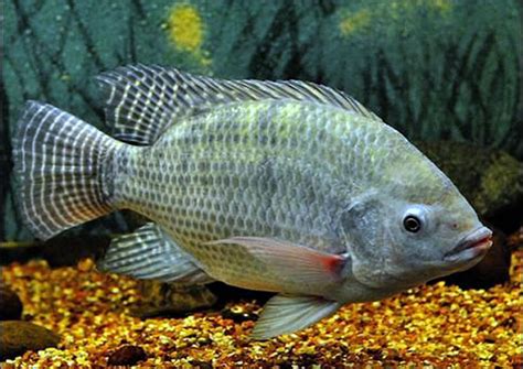 tilapia fish characteristics habitat   taman safari bali