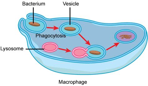 Eukaryotic Cells Biology I