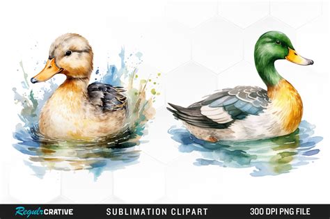 Watercolor Duck Watercolor Clipart Png Graphic By Regulrcrative