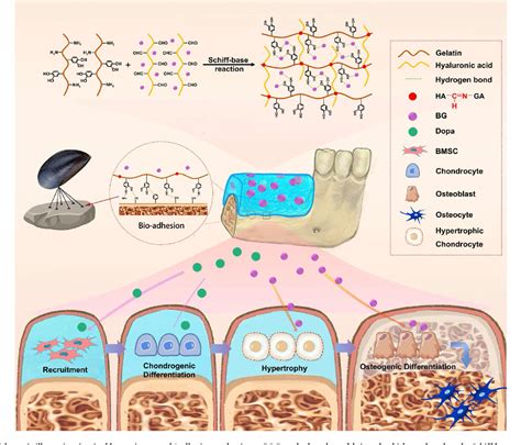 Figure 1 From Mussel Inspired Cortical Bone Adherent Bioactive