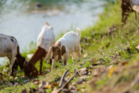 Premium Photo | Goats eating grass