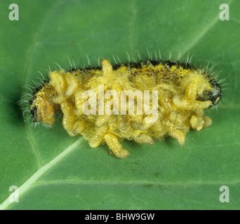 Larvas De Avispa Parasitoide Que Emergen De Una Oruga De Mariposa De