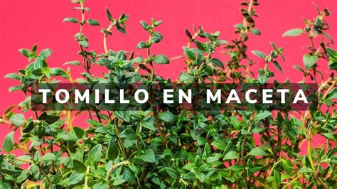 Como Sembrar Tomillo En Maceta Paso A Paso Cultivo Del Tomillo Manos