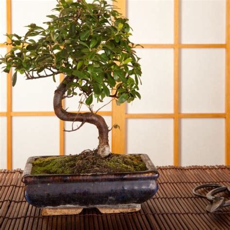 Pruning A Bonsai Tree At The Right Stage | Oz Tree Services