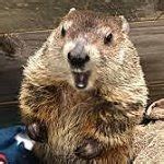 groundhog day Meme Generator - Imgflip