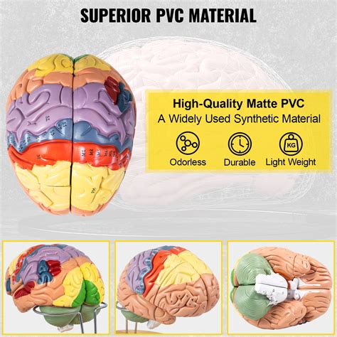 VEVOR Modelo de Cerebro Humano 4 Pcs Medical Anatómico Cerebro Humano