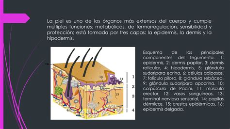 Anatom A Veterinaria Estudio De Piel Y Anexos Pptx