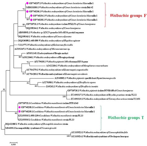 Phylogenetic Tree Showing The Relationships Between Wolbachia