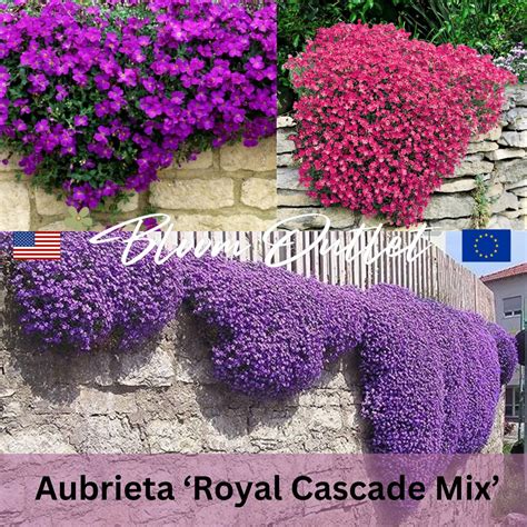 6001200 Rockcress Royal Cascade Mix Flower Seedsrock Cressaubrieta