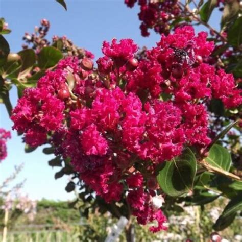 Lagerstroemia indica Braise d Eté Lillà delle Indie Vendita