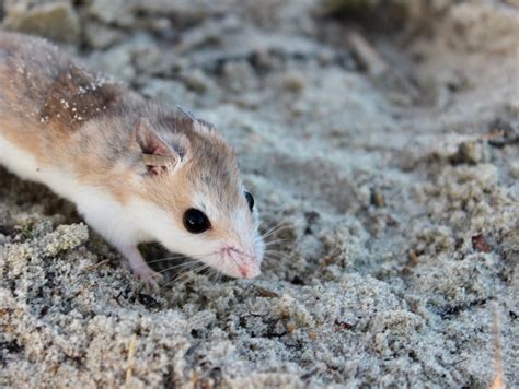 Anastasia Island Beach Mouse | Florida State Parks Anastasia Island ...